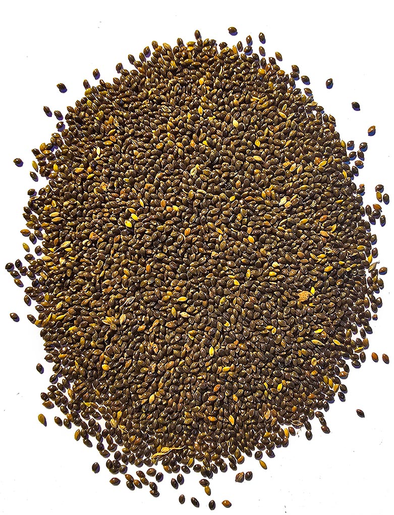 Little Millet Seeds